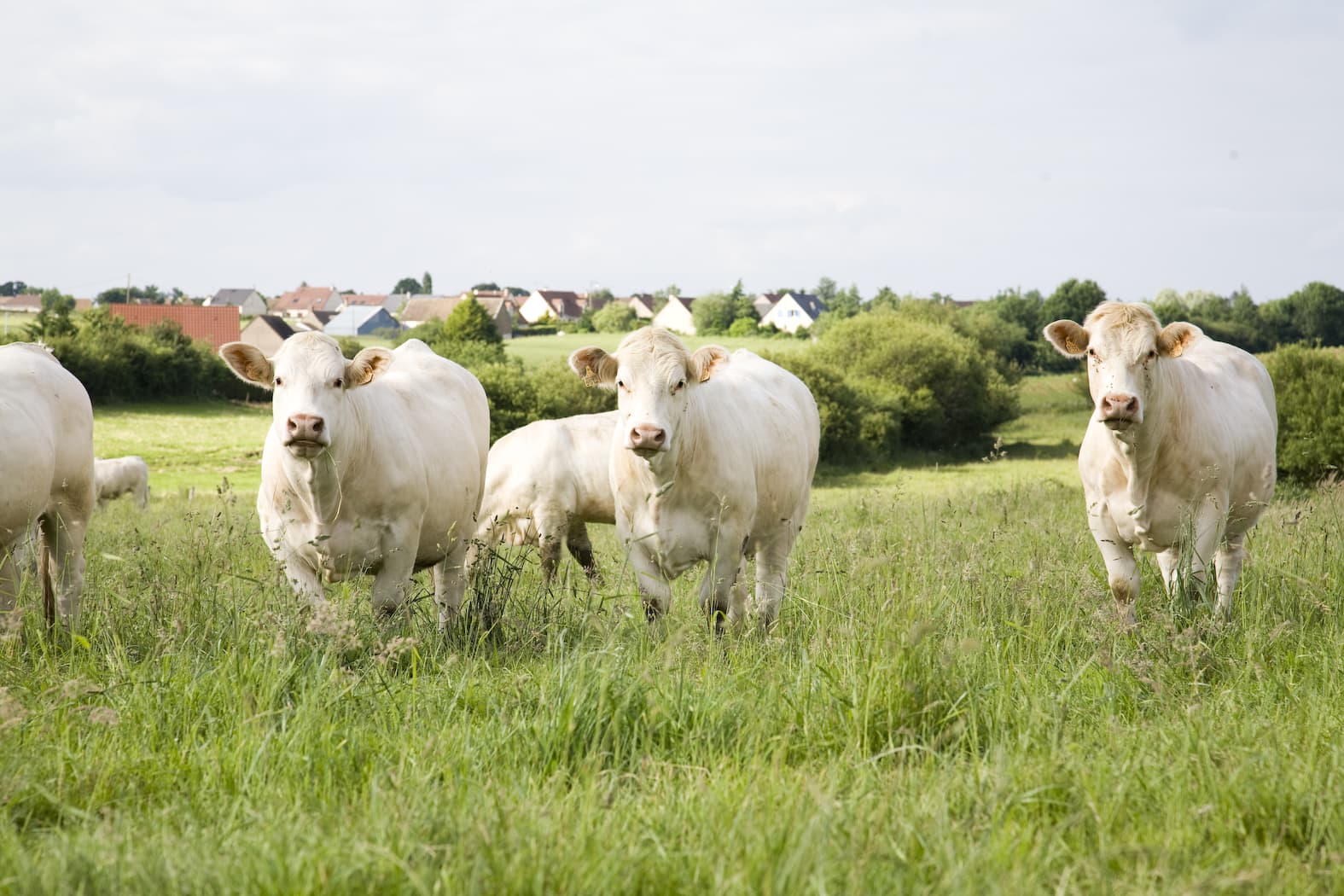 Alentours de Jou L'Abb - agriculture durable alimentation durable Pays du Mans